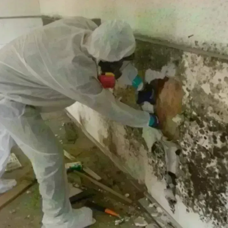 Mold Remediation and Removal in La Vale, MD